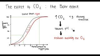 Haemoglobin oxygen dissociation curve Bohr effect adaptations  A Level Biology [upl. by Airebma]