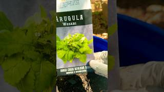 Planting Wasabi Arugula backyardgardening growyourownfood homesteading garden selfsufficient [upl. by Langelo]