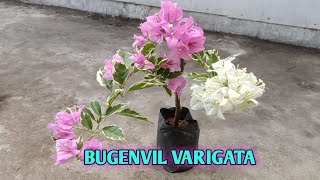 Bugenvil Varigata [upl. by Maxine371]