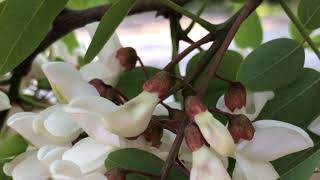 Beyaz çiçekli yalancı akasya Robinia pseudoacacia baklagiller Fabaceae familyasından IMG 1964 [upl. by Nelram677]