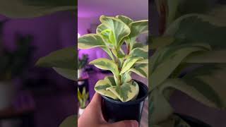 Peperomia obtusifolia variegated “Baby Rubberplant” peperomia variegatedplants natureathome [upl. by Lerrud]