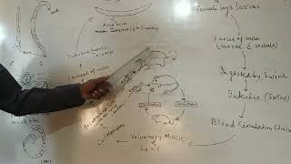 UGIII Sem6 Life cycle of Trichinella SpiralisParasitology [upl. by Coady]