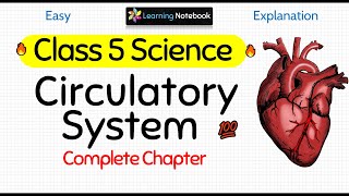 Class 5 Science Circulatory System [upl. by Accissej548]