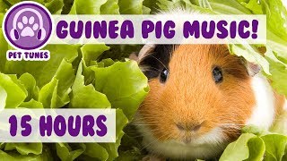 The BEST Remedy For Your Anxious Guinea Pig The Only Pet Therapy For your Depressed Guinea Pig [upl. by Light]