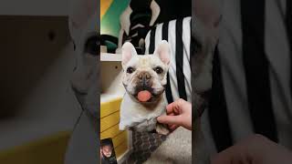 Prank with Dog Vector shorts prank tiktok cartoon funny [upl. by Anived]