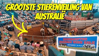 DIT IS DE GROOTSTE STIERENVEILING VAN AUSTRALIË 272 [upl. by Jeroma]