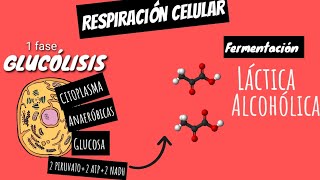 🧪FERMENTACIÓN LÁCTICA Y ALCOHÓLICA en 5 minutos GUIA EXAMEN UNAM BIOLOGIA [upl. by Richella]