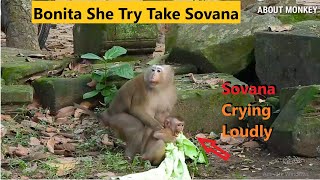 So Great Monkey Bonita Trying Take Abandoned Monkey Sovana Living With Group But Sovana Cry Loudly [upl. by Anthiathia822]