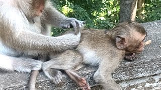 SIMEN Outdoor real life of monkey live stream [upl. by Mat]