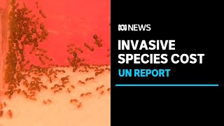 Invasive species cost Australian economy 25b every year  ABC News [upl. by Seraphine562]