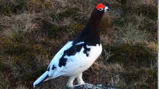 Riekko Lagopus lagopus Willow Ptarmigan [upl. by Muslim]