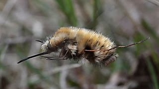 Gewone wolzwever Bombylius major eieren droppend in een koloniezandbijen [upl. by Atnamas268]