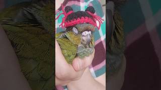 막내의 모자쇼핑 cuteparrot funnyparrot conurebaby crimsonbelliedconure 아기동물 아기앵무새 [upl. by Eva]