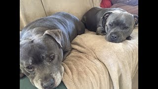 BLUE STAFFY LOVE ❤️ [upl. by Bernette3]