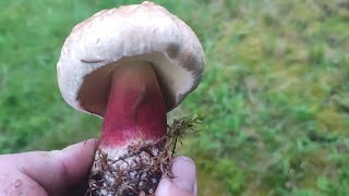 Які знайдемо Гриби під полониною Сатанинський гриб 🍄🍄🍄 17062023 [upl. by Giza]