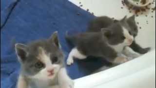 Cutest kittens ever meowing [upl. by Kcyrred]