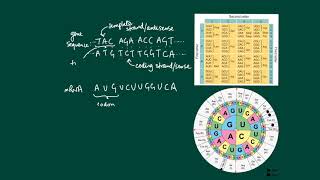 The genetic code codons nonoverlapping unambiguous and degenerate [upl. by Negah]