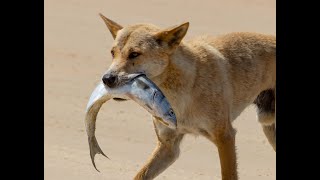 Fraser Island Dingos [upl. by Aicener86]