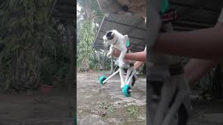 Rescued stray cats with disabilities finally get new legs animal [upl. by Annawek264]