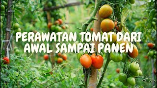 Perawatan Tomat Mulai dari Awal Sampai Panen  Tip dan Trik yang Perlu Petani Ketahui [upl. by Cleopatra]