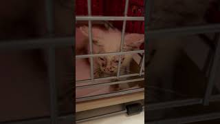 Hissing rescued kitten cat rescuekitty kitten catrescueteam catlover straycatrescue cute [upl. by Harbot774]