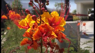 Dwarf Poinciana Caesalpinia pulcherrima [upl. by Wilburn]