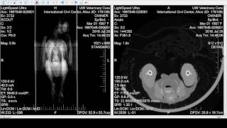 CT Scan of Alice the Great Horned Owl [upl. by Berlin800]