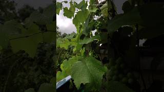 benifits of grape grapevine grapetree viralvideo [upl. by Liemaj910]