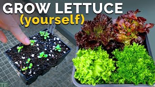 Growing Lettuce From Seed to Harvest 🌱 [upl. by Aciretehs]