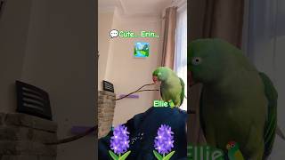 Ellie elliesstory alexandrinetalkingparrot cutebird cuteparrot parrotstalkingparrot birds [upl. by Alian]