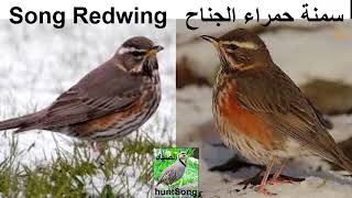 صوت سمنة حمراء الجناح ياتي هذا النوع في شهر شباط song call redwing [upl. by Ati]