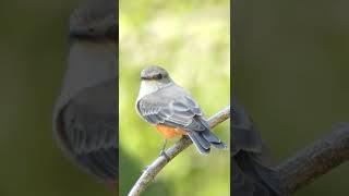 Vermilion flycatcher orange and grey Birdwatching nature Arizona desert [upl. by Elkin]