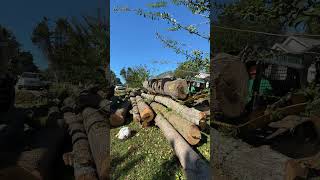 Should you cut down trees close to your house [upl. by Oniram772]