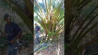 Khajoor Pruning Tips 🌴 PalmCare GardeningTips [upl. by Anitnuahs]