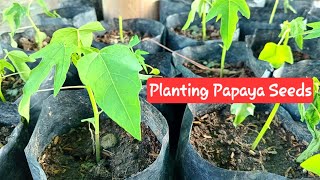 Planting Papaya Seeds  CLOSE UP FARMING [upl. by Lakin]