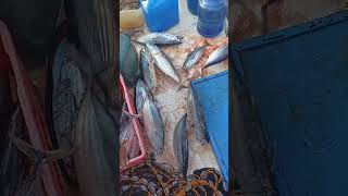 SKIPJACK TUNA pangulong fishing [upl. by Muhammad]