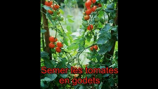 Semer les tomates en godets  Les 4 Saisons du jardin bio [upl. by Redyr]