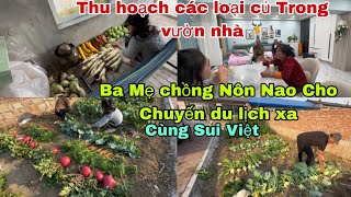 523🇨🇳Thu Hoạch Các loại củ trước mùa đông❄️Ba Mẹ chồng Nôn Nao du lịch xa Cùng ông Sui Việt Nam [upl. by Hras]