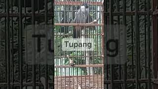 Master burung kutilang garuda burung burungkutilang kicaumania burungkutilangjinak burunggacor [upl. by Frayne]