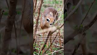 DIK DIK  The Little Antelope [upl. by Walczak]