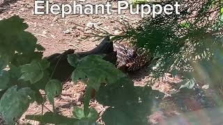 Elephant Puppet meets the swinhoes pheasant [upl. by Nelon904]