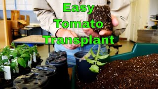 How to Transplant Tomato Seedlings [upl. by Tisdale514]