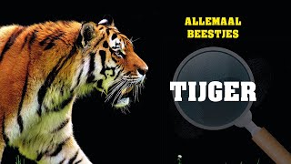 Allemaal beestjes  De tijger [upl. by Oidivo955]