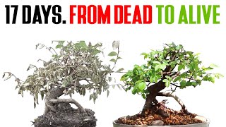 How to Save a Dying Bonsai in TWO WEEKS [upl. by Esinehc720]