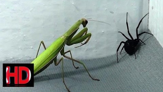 The Best Fights of Praying Mantis Recorded on Video [upl. by Driscoll431]