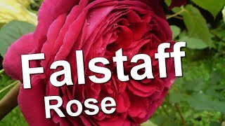 Falstaff Rose [upl. by Rina232]