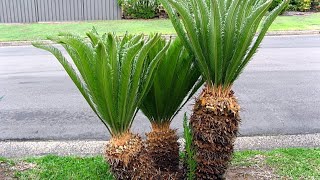 vegetative propagation in palm funscienceforkids funwithlearning punjabschooleducation [upl. by Balthasar]