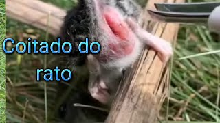 Rato com berne no furicotadinho curiosidades01 [upl. by Yroj]