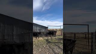 FALL DAY AT THE RANCH  ranchlife fallday beef [upl. by Infeld]