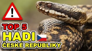 TOP 5 HADI VYSKYTUJÍCÍ SE NA ÚZEMÍ ČESKÉ REPUBLIKY [upl. by Weiler]